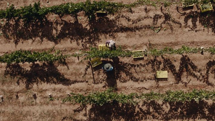 Un trabajador recogiendo uva en la bodega Valdesil, en C�rgomo.