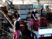 En Mart�n C�dax ya han vendimiado el 80 % de la cosecha de este a�o. 