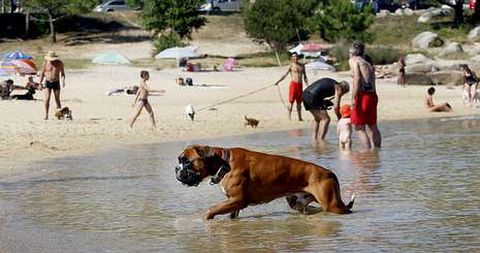 Hasta la playa canina de O Espio (San Vicente) llegaron ayer baistas y mascotas procedentes de toda Galicia. 