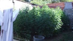 Imagen de parte de la plantación de marihuana