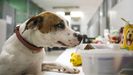 Un perro olfatea una caja con comidad, en un centro de recuperaci�n de animales en Madrid