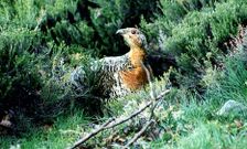 Esta es la imagen del �ltimo urogallo que se vio en Galicia, en el a�o 2003.