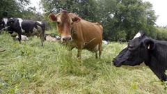 Imagen de archivo de unas vacas en pastoreo