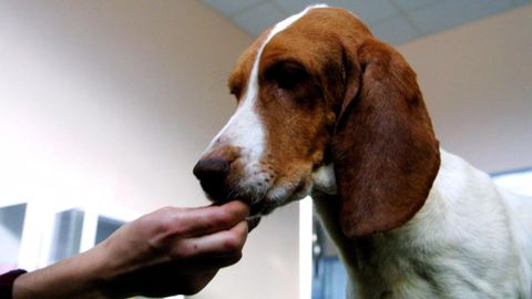 Un perro sabueso de la raza basset hound