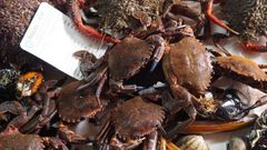 Productos de Fesco y del Mar