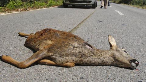 Los corzos son una de las especies con m�s v�ctimas de atropello