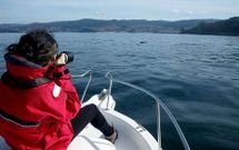 Los bi�logos del Cemma fotograf�an los arroaces cuando se adentran en la r�a de Pontevedra.