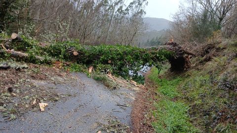 rbol cado en A Pontenova