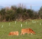 El ganado salvaje invade las plantaciones aut�ctonas.