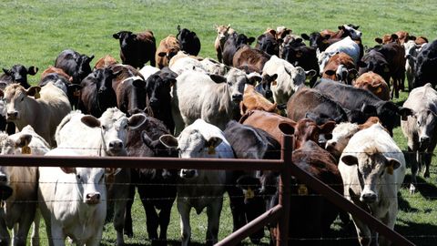 Rebao de vacas de una granja de Austin, en Texas. Ese fue uno de los estados donde registraron vacas contagiadas con la gripe aviar