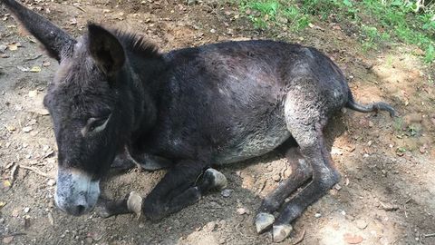 Burra enferma en Nava