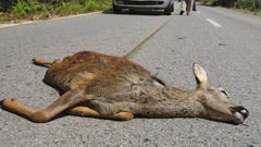 Los corzos son una de las especies con m�s v�ctimas de atropello