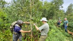 Comuneros y voluntarios eliminando la corteza de una acacia negra el pasado�domingo en Coruxo.