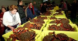 El sector augura una campa�a satisfactoria en cantidad y calidad del marisco. En la foto, la lonja de Cambados tras la veda del 2011.