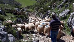 Reba�o de ovejas de Enrique Remis