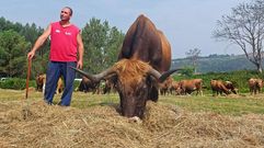 Roberto Louz�n, junto a una de las vacas freiresas en su ganader�a de Viasc�n, en el municipio pontevedr�s de Cerdedo-Cotobade. 