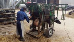 El d�a a d�a de una granja de Mazaricos