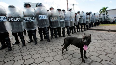 Un perro, ante una lnea de antidisturbios durante una protesta contra el Gobierno de Daniel Ortega, en Managua