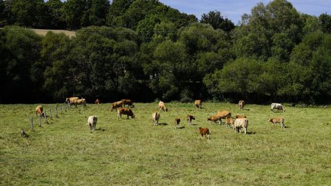 La ganadera es la principal actividad del municipio