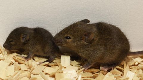 Rat�n de laboratorio