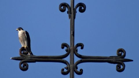 Una pareja de halcones anida en la Catedral de Lugo desde hace muchos a�os