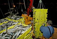 Los controles en el sector pesquero se han intensificado en los �ltimos a�os a ra�z de las denuncias de los propios profesionales.