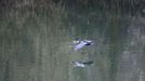  Un cormor�n vuela sobre las aguas del embalse de Soto de Ribera, en las proximidades de Oviedo