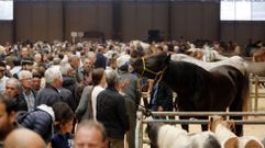 Feira caballar en Amio
