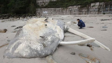 Las mareas empujaron contra la playa de Pampado una ballena de 18 metros de largo en octubre del ao pasado