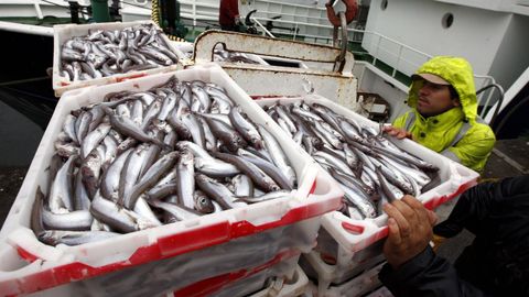 Las c�maras a bordo vigilar�n las zonas por donde entra y sale el pescado de los barcos, como este arrastrero de litoral (foto de archivo)
