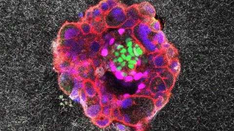 Microscopia confocal de una embrin humano de nueve das