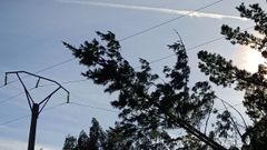 Un �rbol cay� sobre el tendido el�ctrico en Espi�erido, Cervo