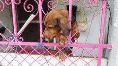 As� viv�an los perros rescatados en una casa okupa de Vigo