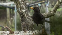 Ejemplar macho de mirlo o merlo (Turdus merula)