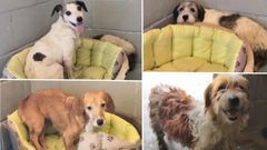 Perros que vivan hacinados en Santiago y ahora estn en Xermade