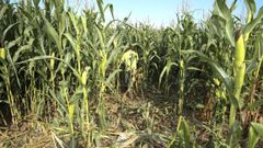 Una finca de ma�z destrozada por los jabal�s