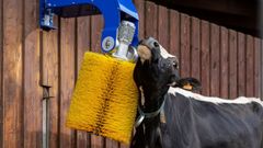 Rascador para vacas