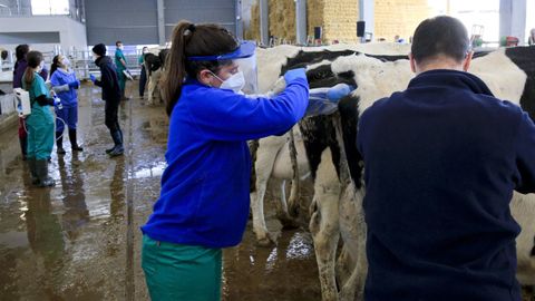 Alumnos de Veterinaria, haciendo pr�cticas en la Granxa Experimental do Leite, situada en Castro de Ribeiras de Lea