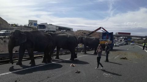 Un cami�n que transportaba elefantes vuelca en la A-30 a su paso por Albacete