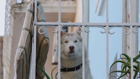 Imagen de archivo de un perro mirando a trav�s de la barandilla de un balc�n