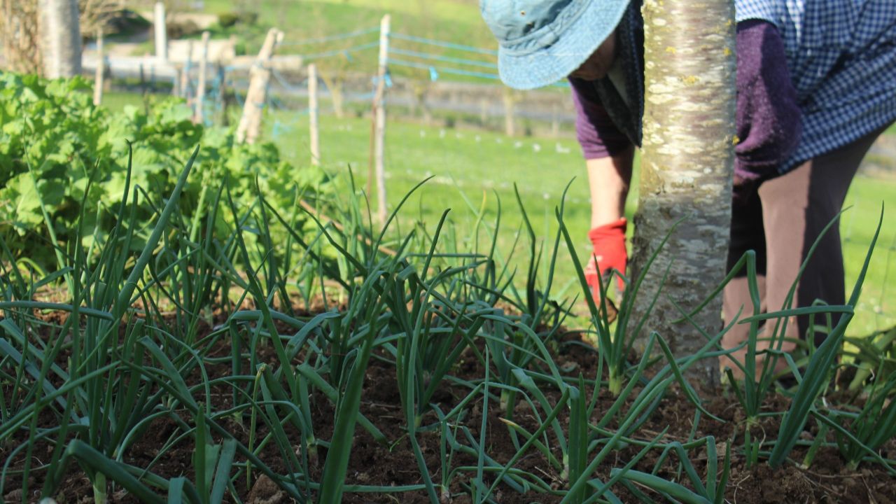 La revolución ecológica transforma el campo gallego