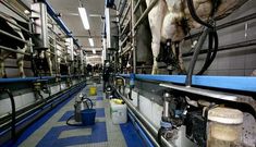 Trabajos en la sala de orde�o de la explotaci�n ganadera O Balao, en Lugo.