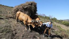 Domingo de Noceda, o derradeiro carreteiro con vacas da Fonsagrada.