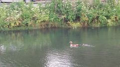 Uno de los gansos y su polluelo lograron escapar del dispositivo ambiental para su retirada del r�o