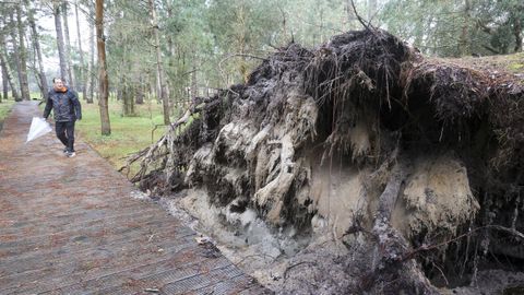 El cepell�n de este pino derribado por el viento la noche del domingo qued� a la vista