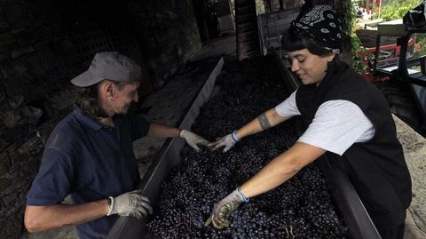 Descarga de uva en la bodega Finca Mllara, en la ribera del Mio en Pantn