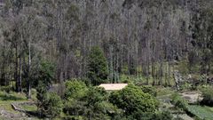 Los concellos deben controlar que los propietarios mantengan limpias la franja de 50 metros que rodea las casas 