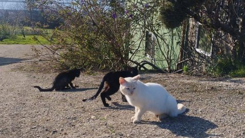 Varios gatos callejeros enfermos en Ortigueira