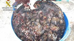 Percebes requisados en Arteixo 