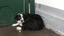 Covi, la border collie que fue abandonada a las puertas del albergue de animales de Oviedo durante la cuarentena